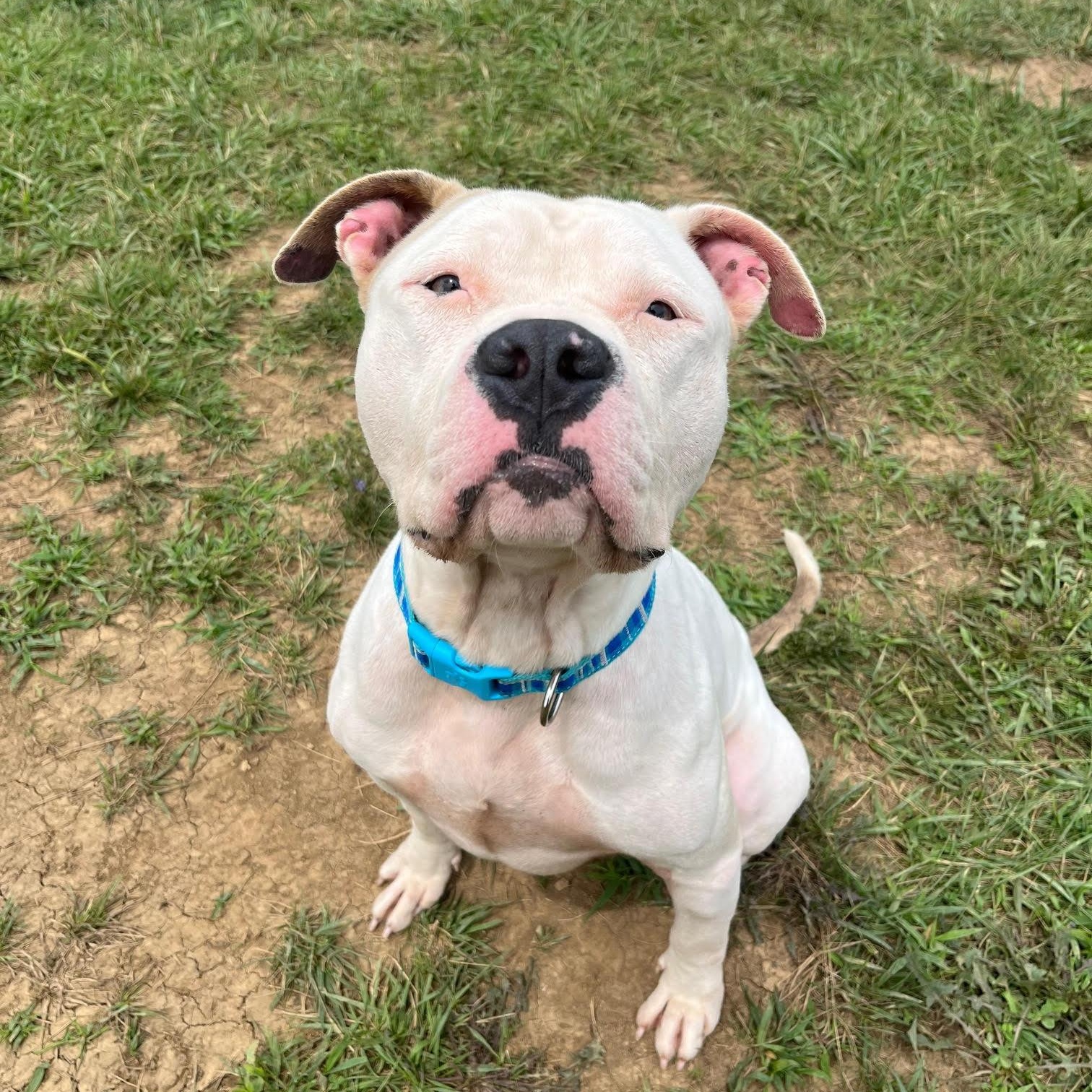 Enlarge Tick - 100% Sponsored Adoption, a Adoptable mixed breed in West Jefferson, OH image 4/4