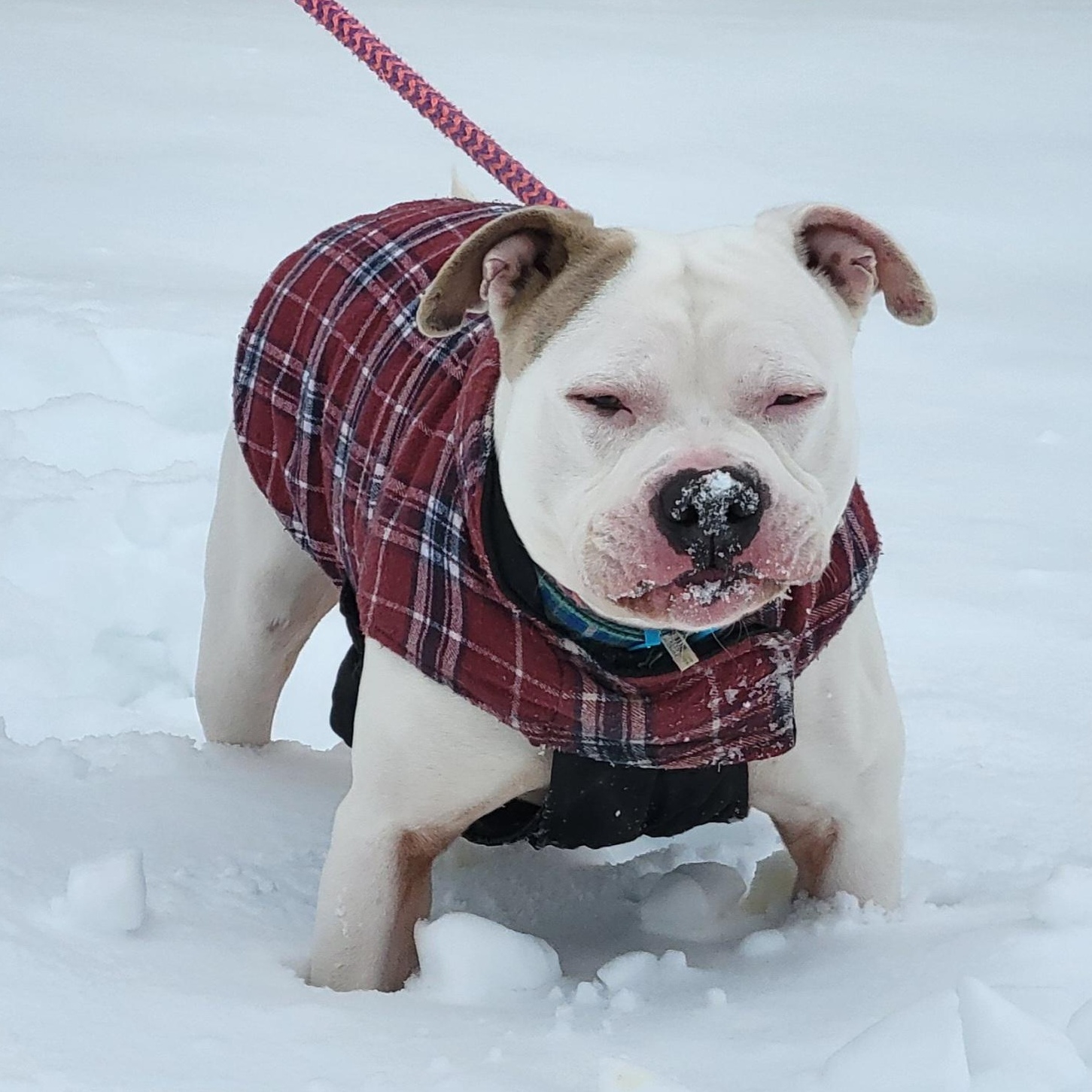 Tick - 100% Sponsored Adoption, a Adoptable mixed breed in West Jefferson, OH image 5/5