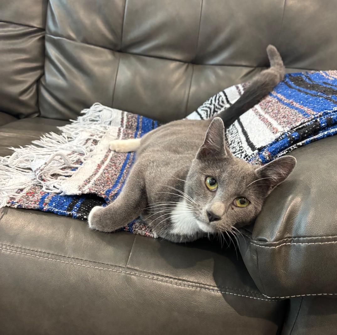 Enlarge Shadow - friendly & playful, an adopted mixed breed in Hendersonville, TN image 1/2