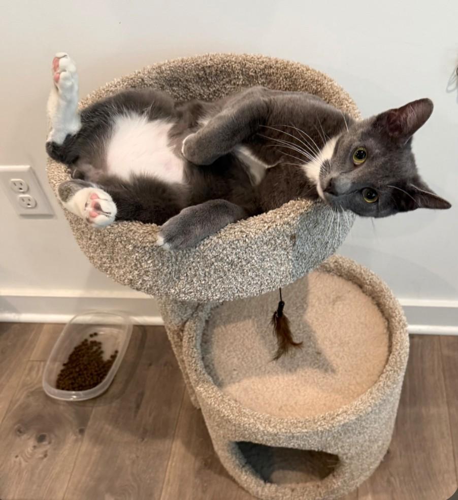 Enlarge Shadow - friendly & playful, an adopted mixed breed in Hendersonville, TN image 2/2