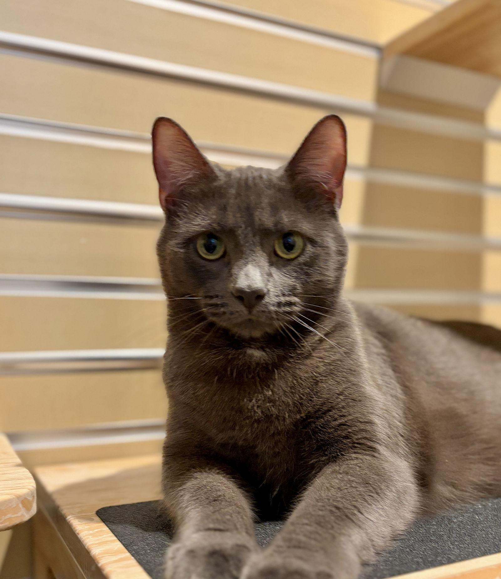 Aquamarine (bonded with Topaz), Adopted, Young Female Domestic Short Hair.