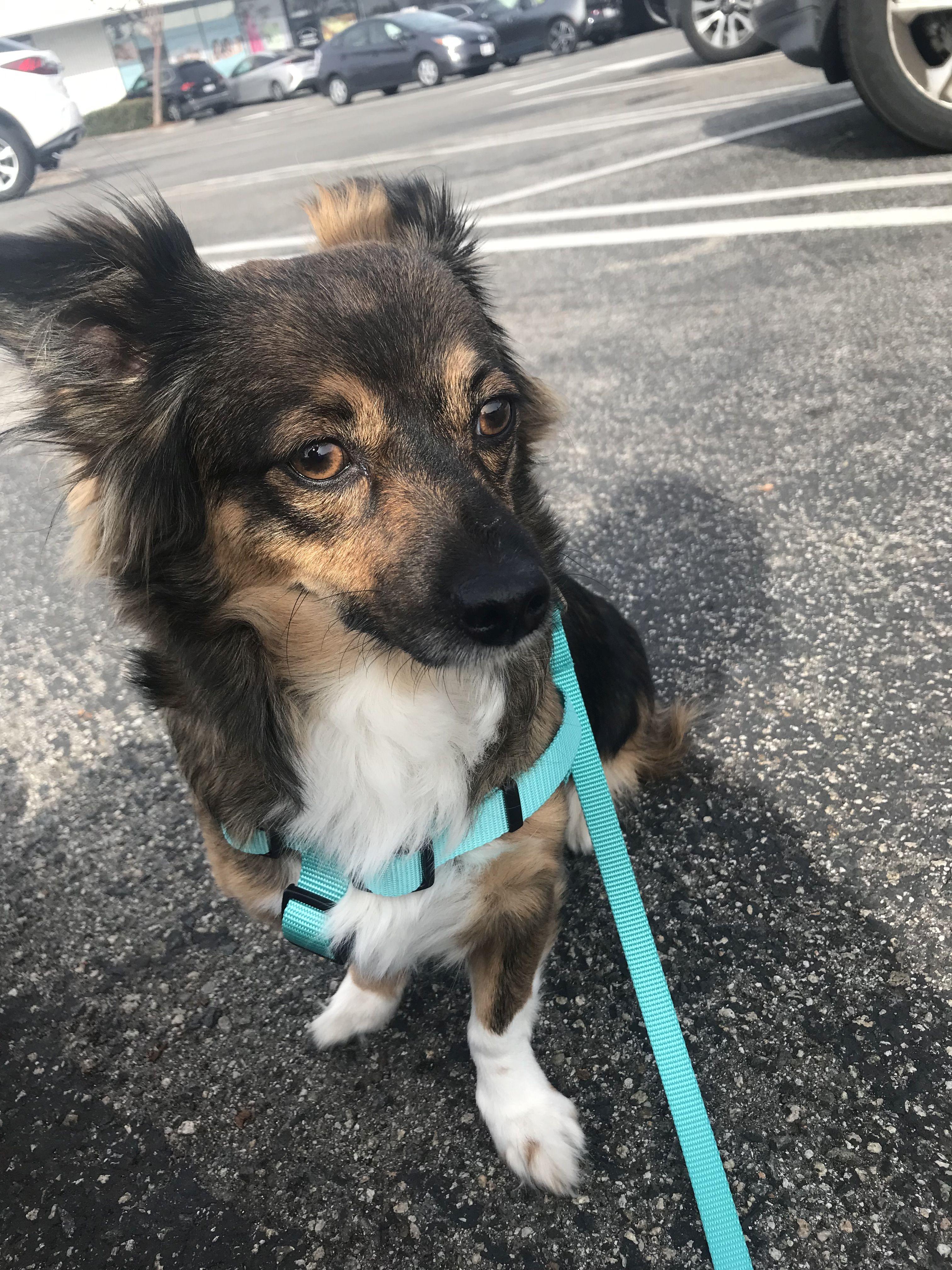 Gigi - dashound mix - available for adoption , an adopted Dachshund (Long Haired) in Tustin, CA image 1/4