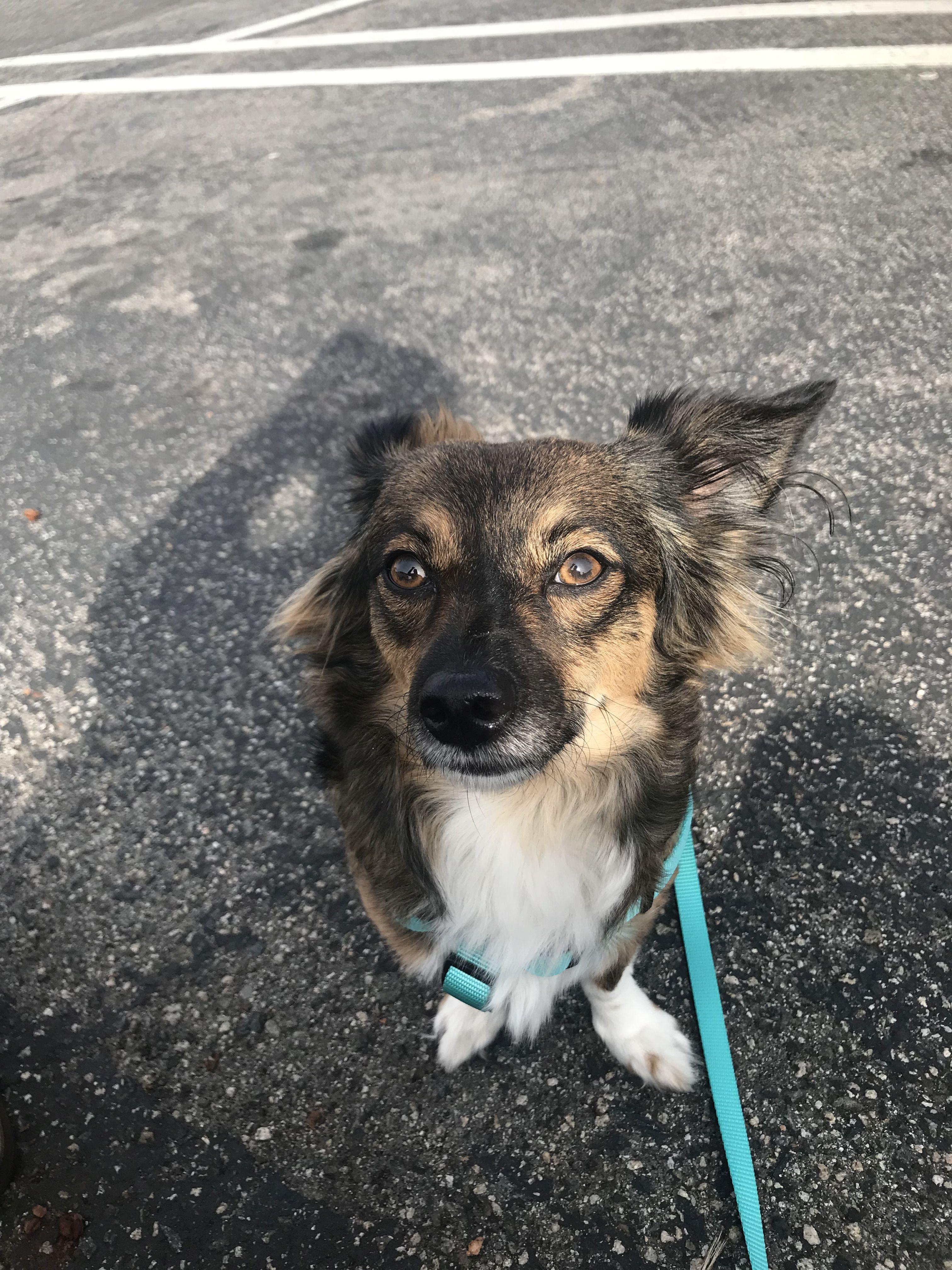 Gigi - dashound mix - available for adoption , an adopted Dachshund (Long Haired) in Tustin, CA image 2/4