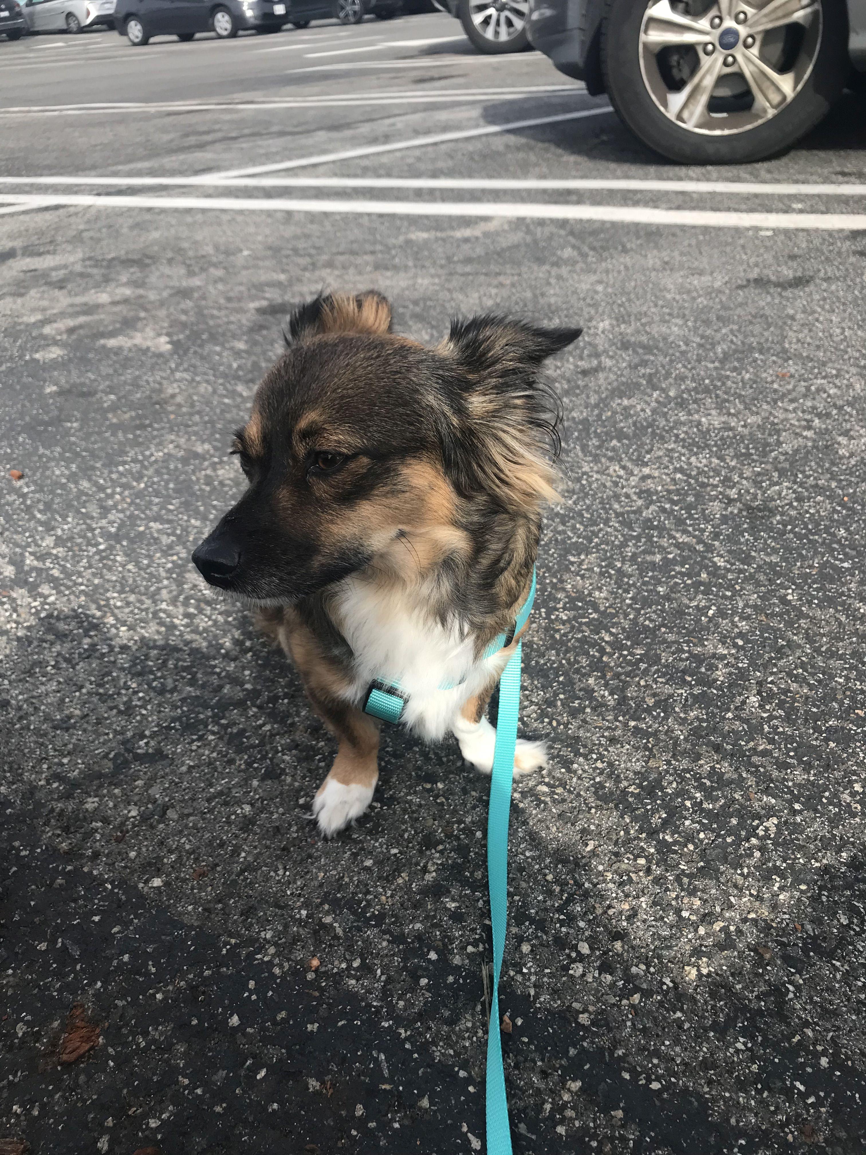 Gigi - dashound mix - available for adoption , an adopted Dachshund (Long Haired) in Tustin, CA image 4/4