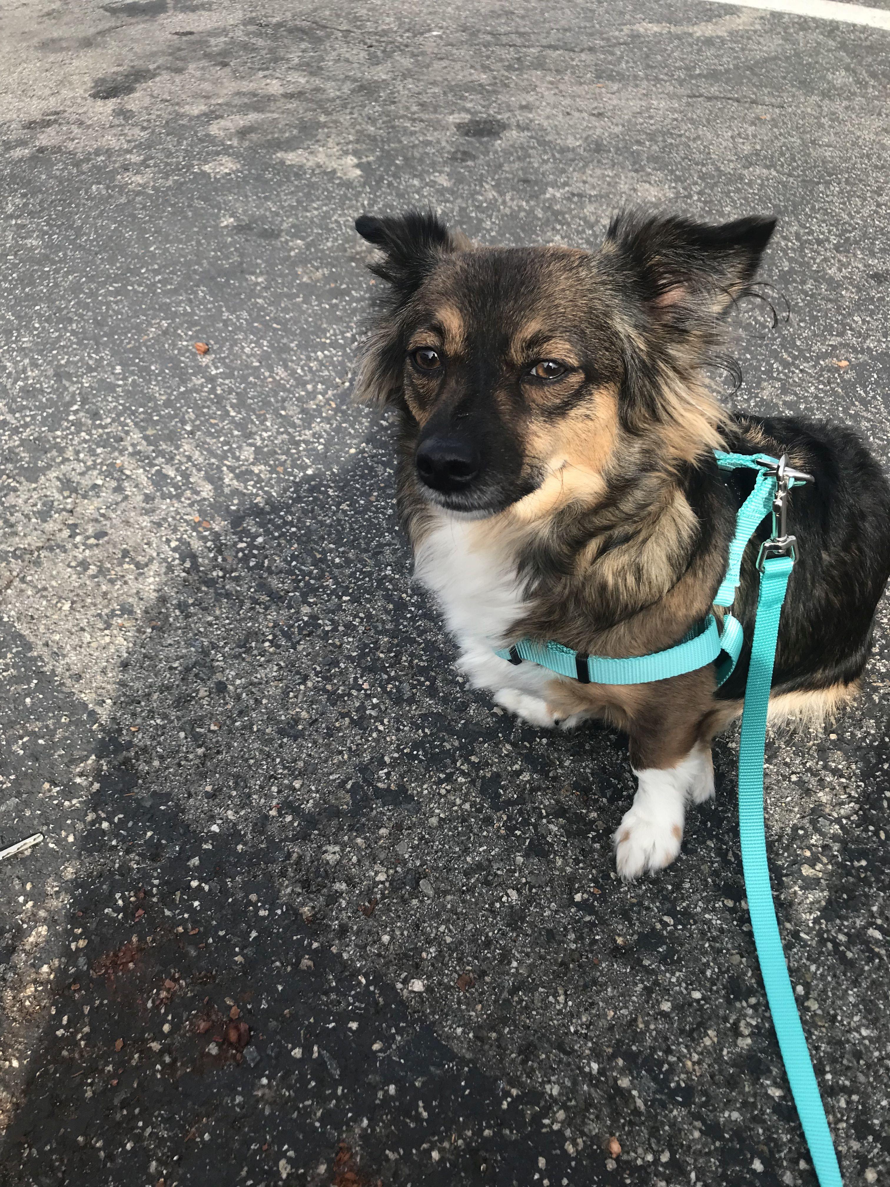 Gigi - dashound mix - available for adoption , an adopted Dachshund (Long Haired) in Tustin, CA image 3/4