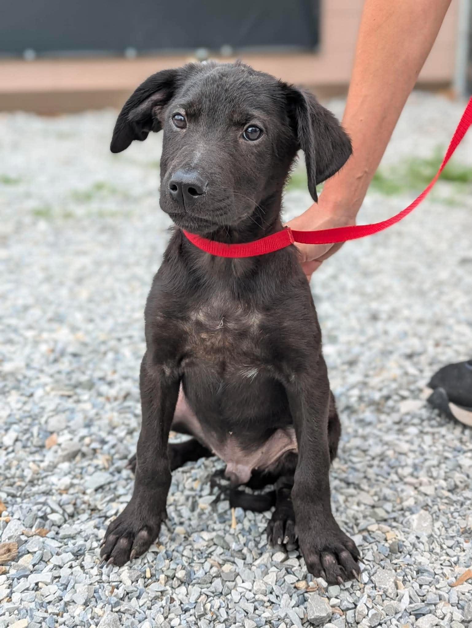 Enlarge Webster, an adopted Mixed Breed in Huntsville, AL image 1/4