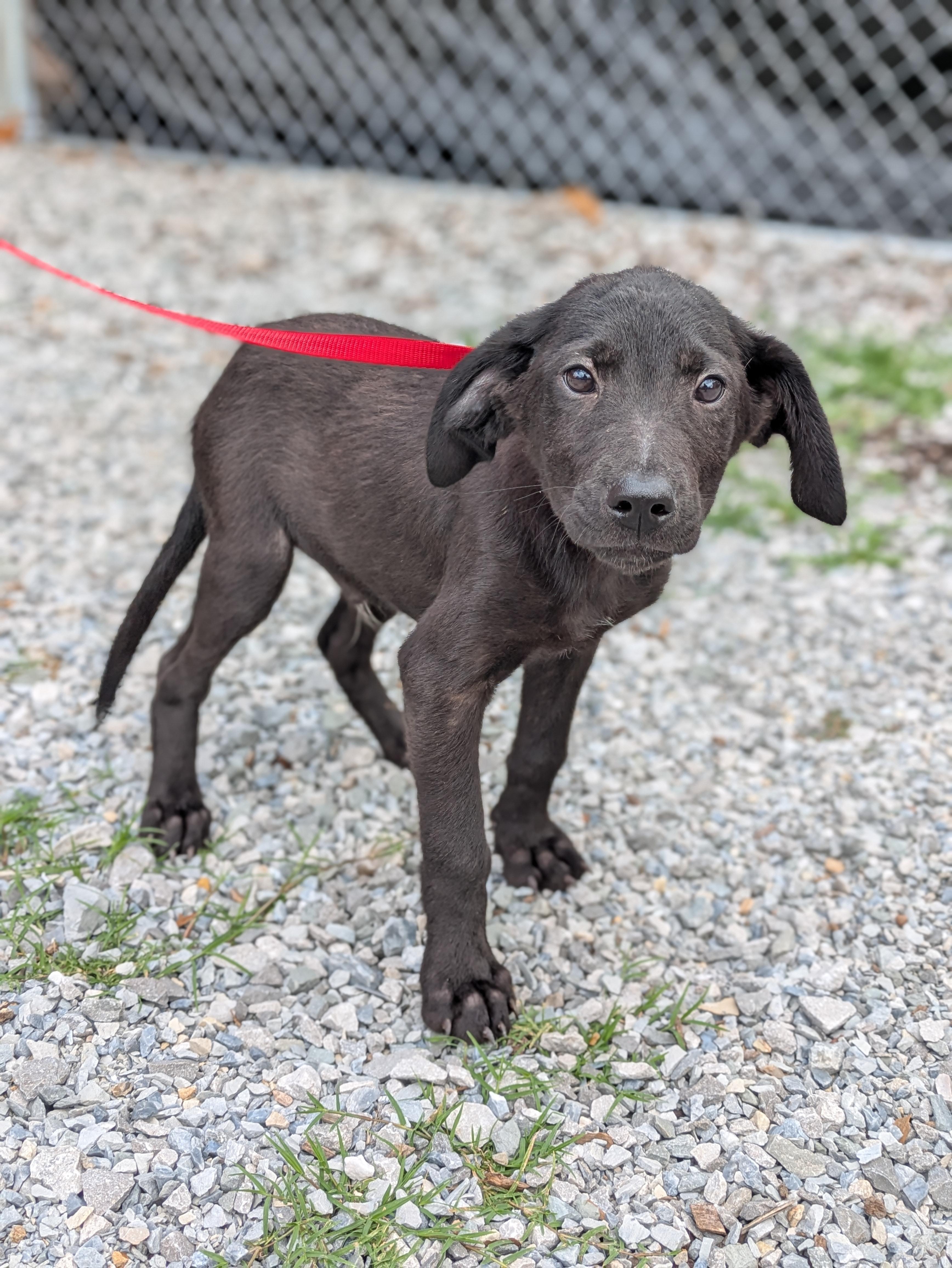 Enlarge Webster, an adopted Mixed Breed in Huntsville, AL image 2/4