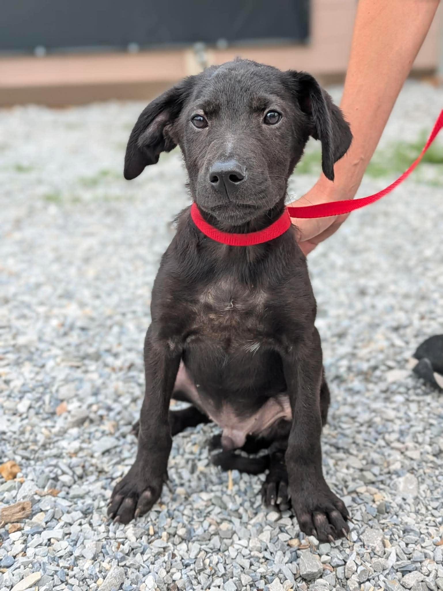 Enlarge Webster, an adopted Mixed Breed in Huntsville, AL image 3/4
