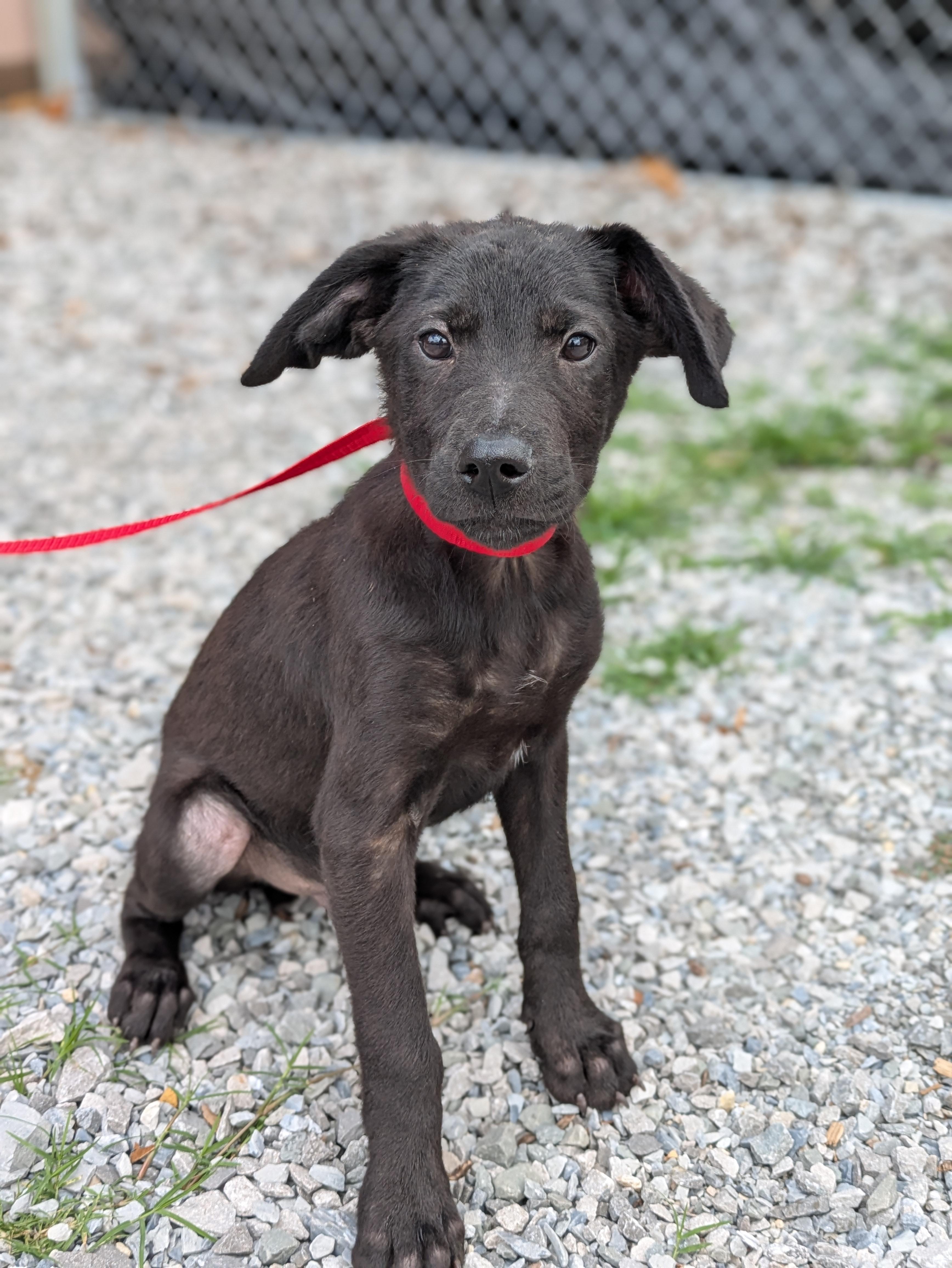 Enlarge Webster, an adopted Mixed Breed in Huntsville, AL image 4/4