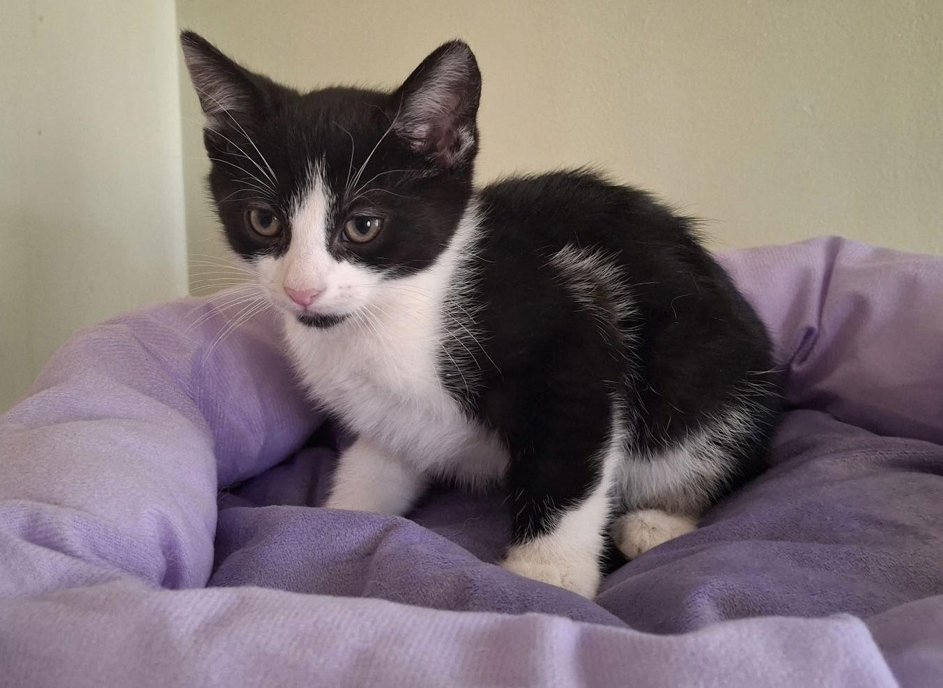 Enlarge Barilla, a Adopted Domestic Short Hair in Cuyahoga Falls, OH image 1/2