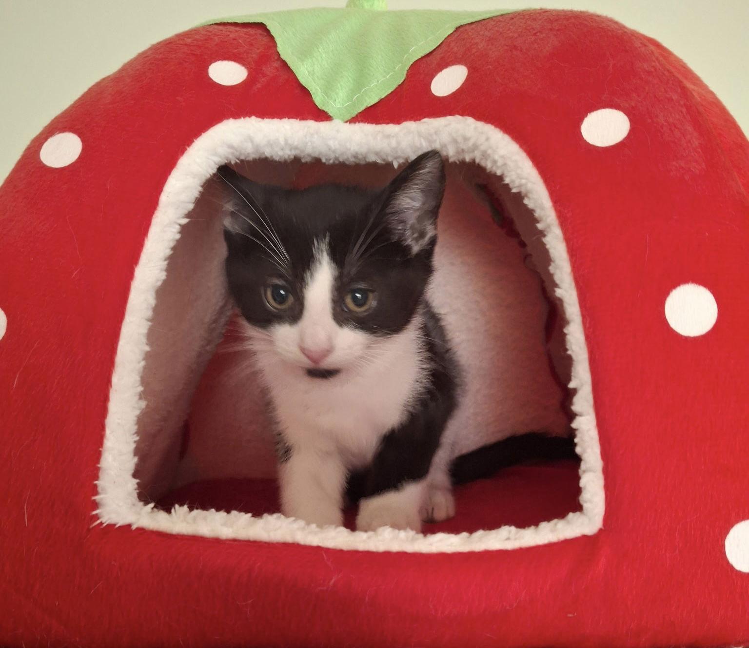 Enlarge Barilla, a Adopted Domestic Short Hair in Cuyahoga Falls, OH image 2/2