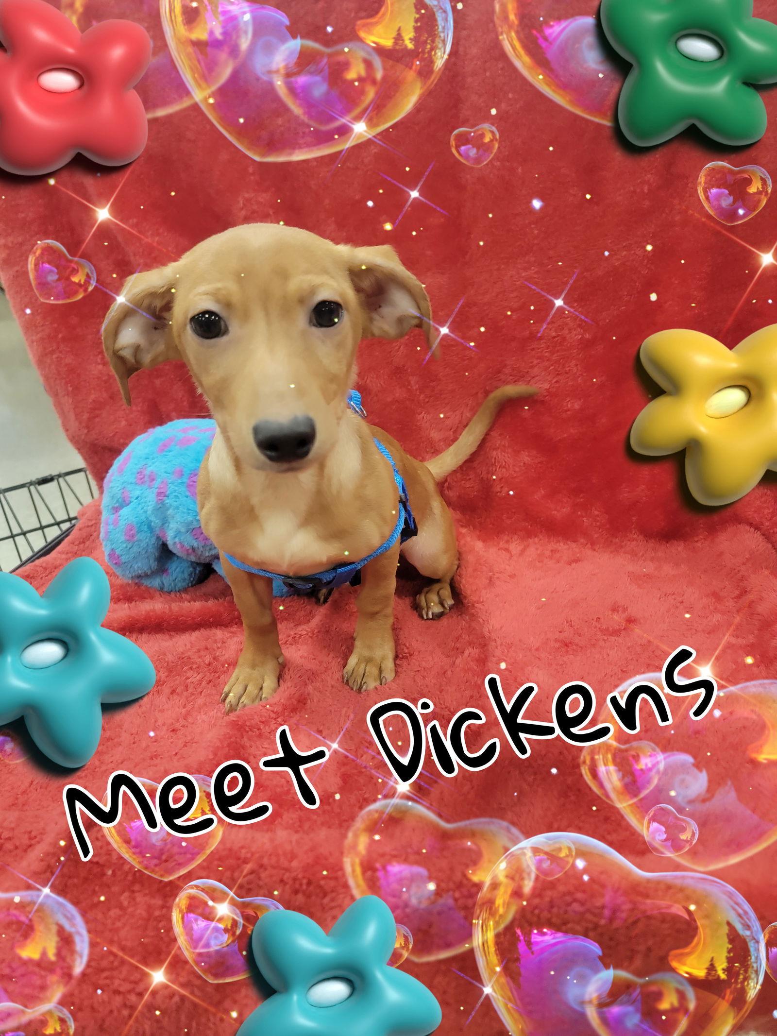 Enlarge Dickens, a Adoptable Dachshund in San Antonio, TX image 1/4