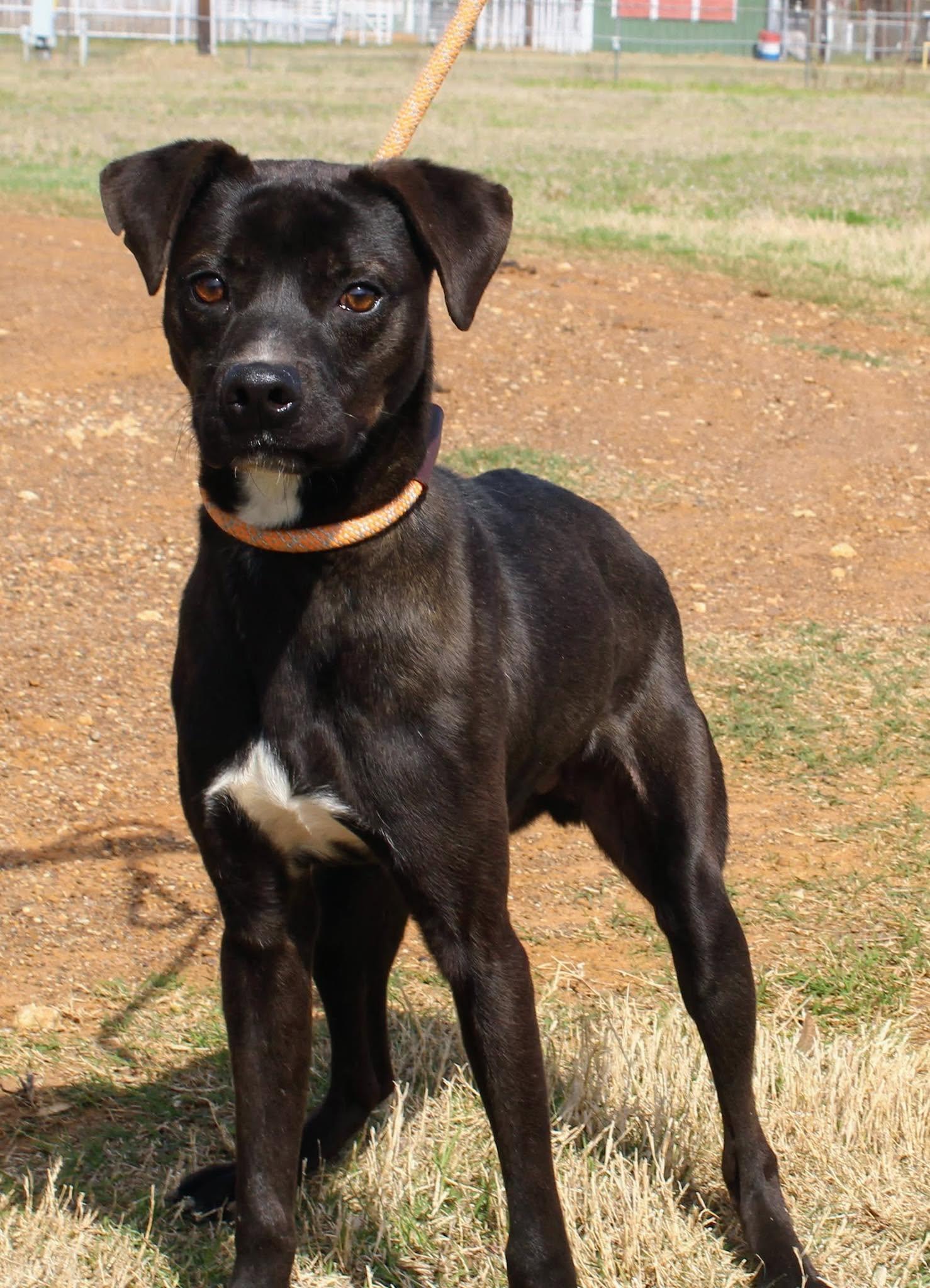 Dimos, Adoptable, Young Male Boxer & Black Labrador Retriever.