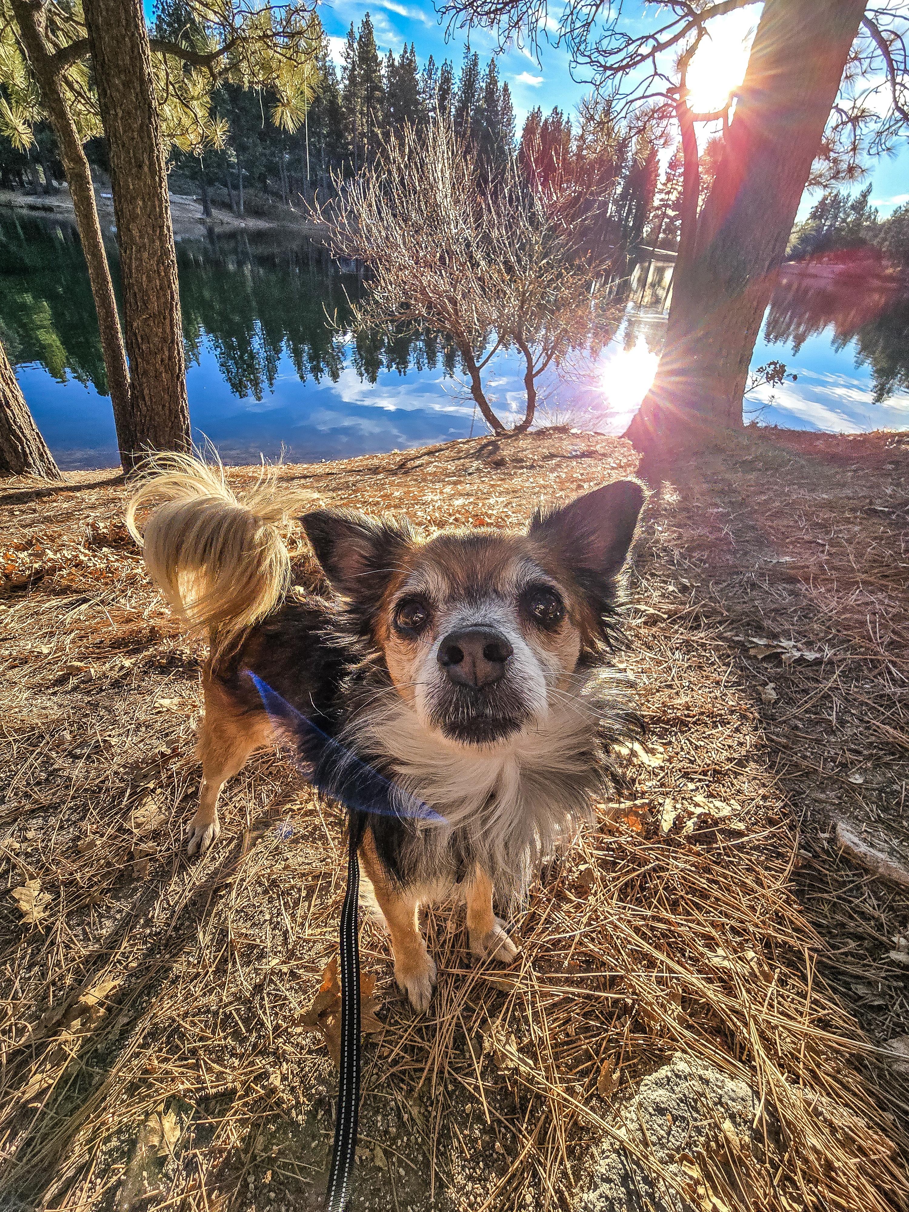 Enlarge Sunny, a ADOPTABLE mixed breed in Running Springs, CA image 1/2