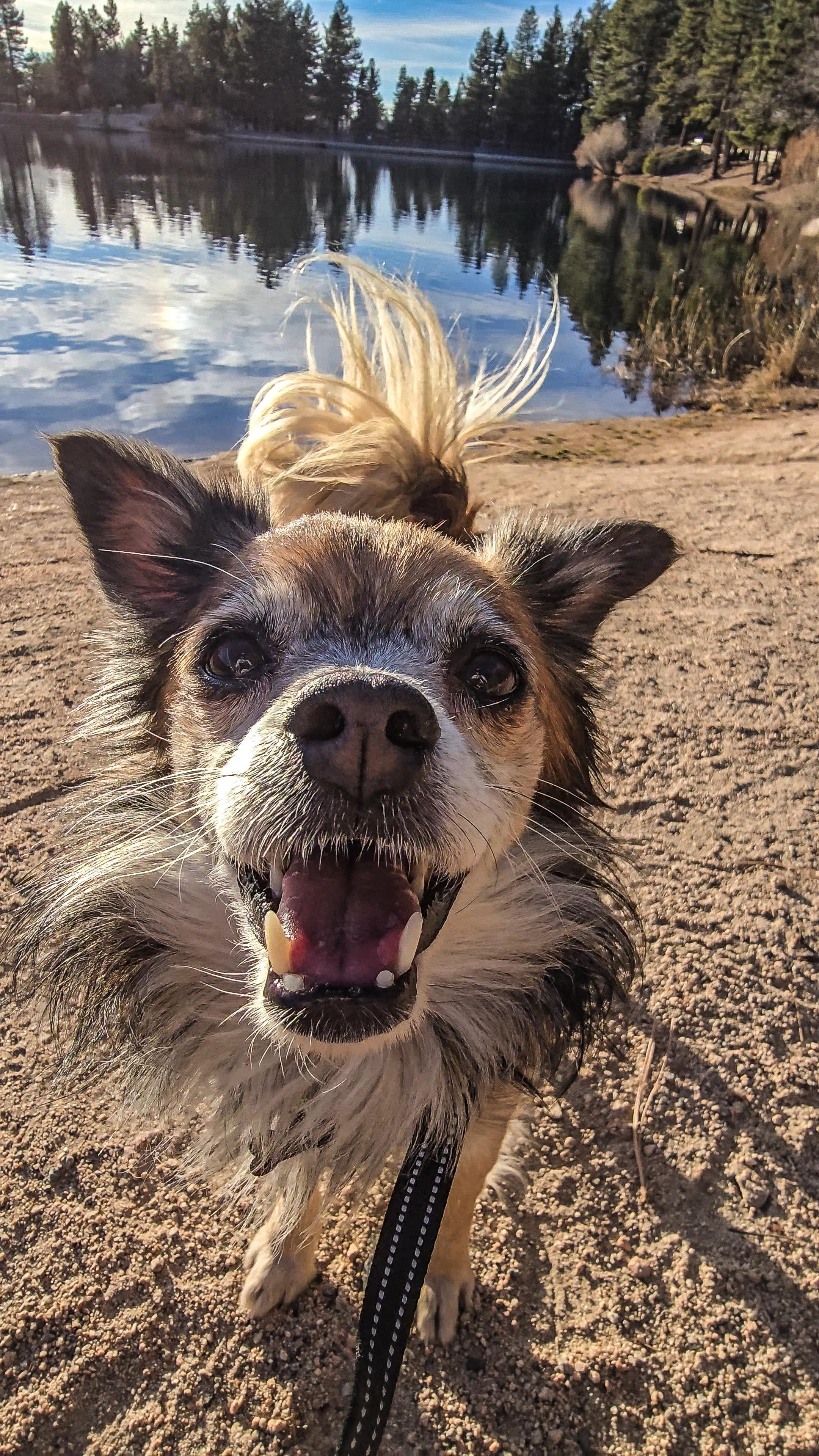 Enlarge Sunny, a ADOPTABLE mixed breed in Running Springs, CA image 2/2
