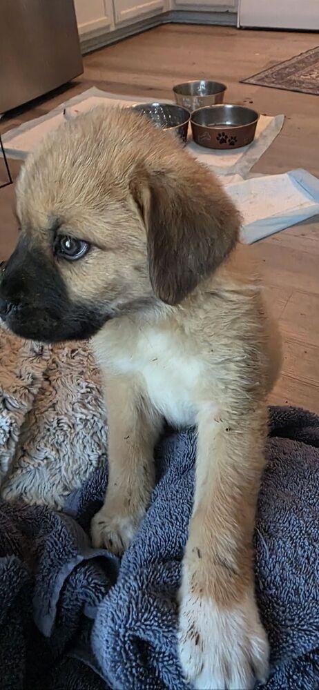 Ms. Puff, Adoptable, Puppy Female Mastiff & Anatolian Shepherd.