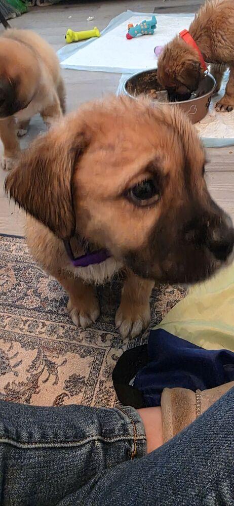Enlarge Ms. Puff, a Adoptable mixed breed in Oswego, IL image 3/3