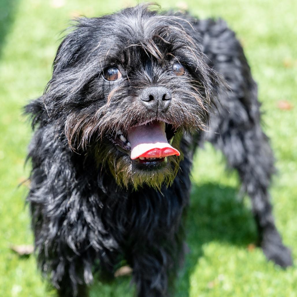 Enlarge Morty, a Adoptable mixed breed in Naperville, IL image 1/6