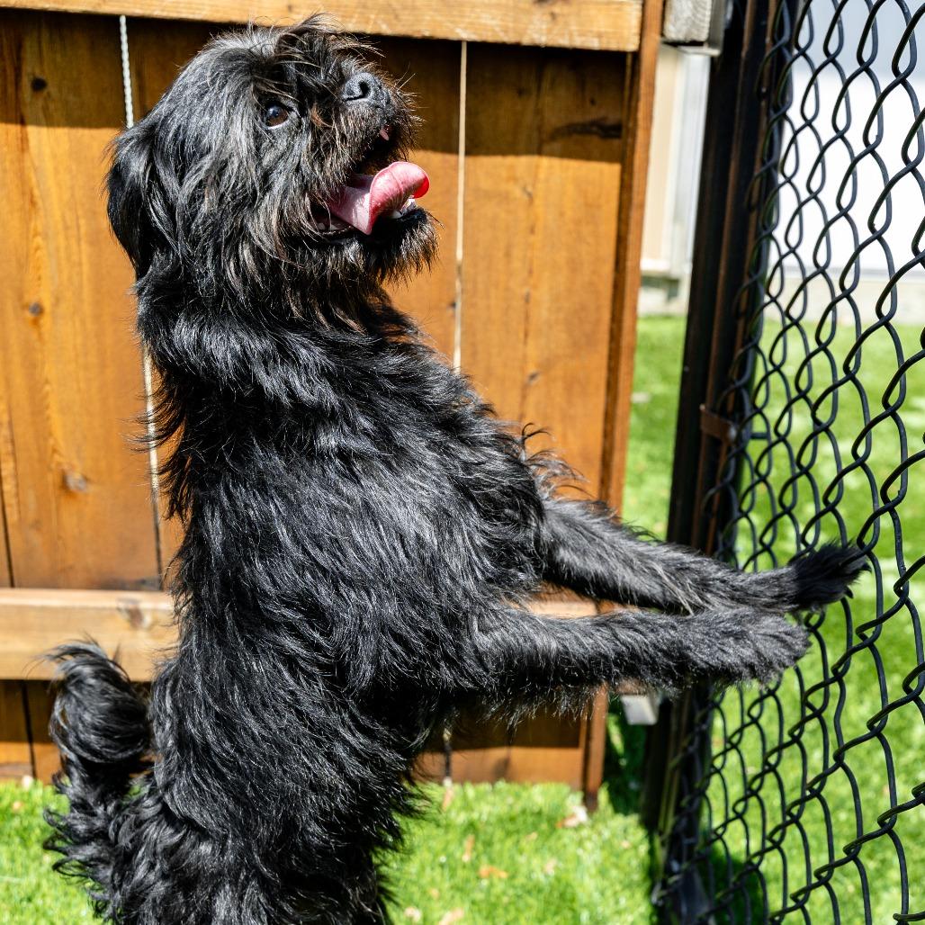 Enlarge Morty, a Adoptable mixed breed in Naperville, IL image 2/6