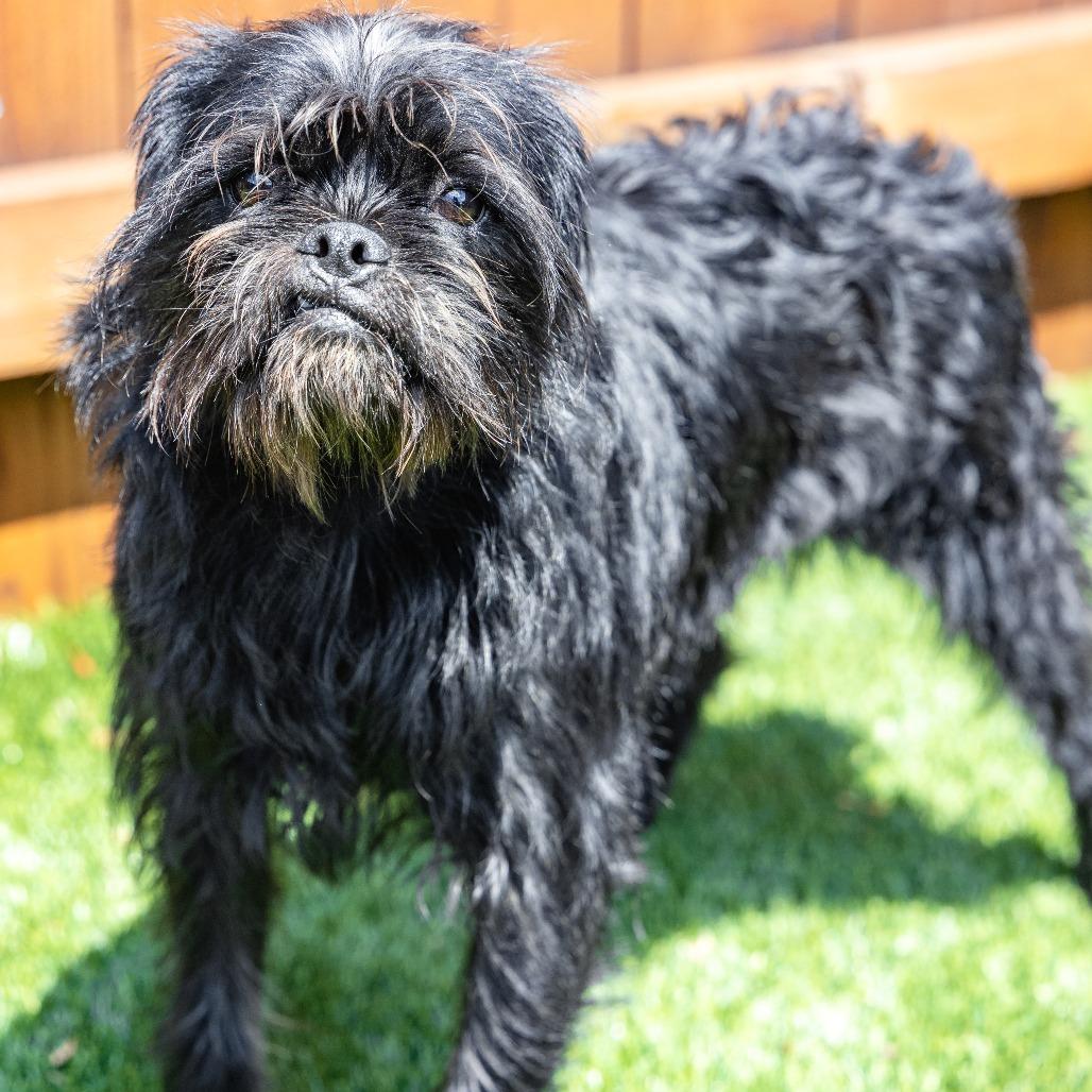 Enlarge Morty, a Adoptable mixed breed in Naperville, IL image 3/6