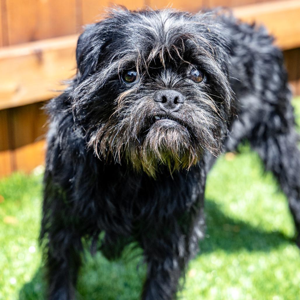Enlarge Morty, a Adoptable mixed breed in Naperville, IL image 4/6
