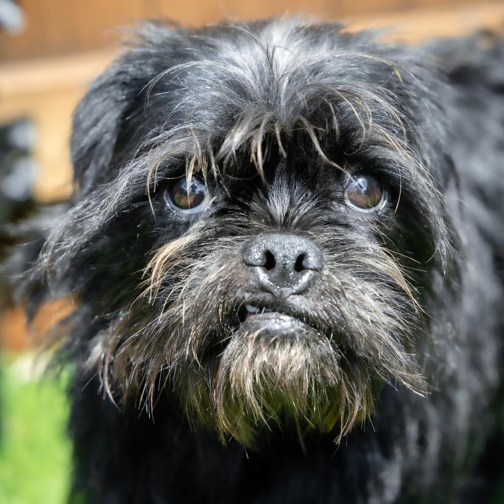 Enlarge Morty, a Adoptable mixed breed in Naperville, IL image 5/6