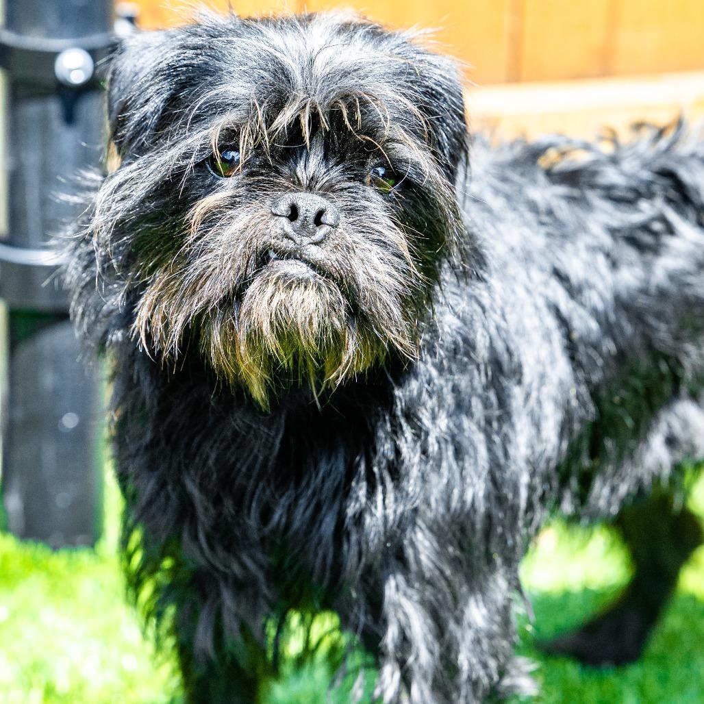 Enlarge Morty, a Adoptable mixed breed in Naperville, IL image 6/6