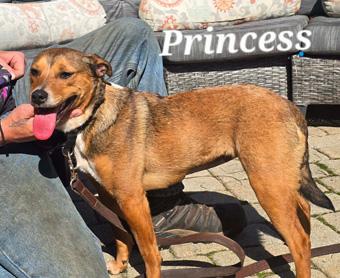 Princess, a ADOPTABLE mixed breed in Canterbury, CT image 3/6