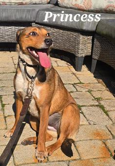 Princess, a ADOPTABLE mixed breed in Canterbury, CT image 4/6