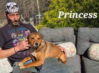 Princess, a ADOPTABLE mixed breed in Canterbury, CT image 2/6