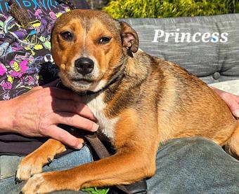 Princess, ADOPTABLE, Young Female Australian Cattle Dog / Blue Heeler & American Staffordshire Terrier.