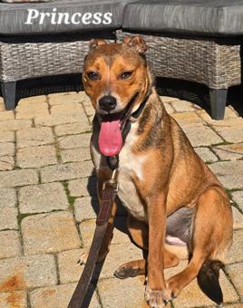 Princess, a ADOPTABLE mixed breed in Canterbury, CT image 5/6