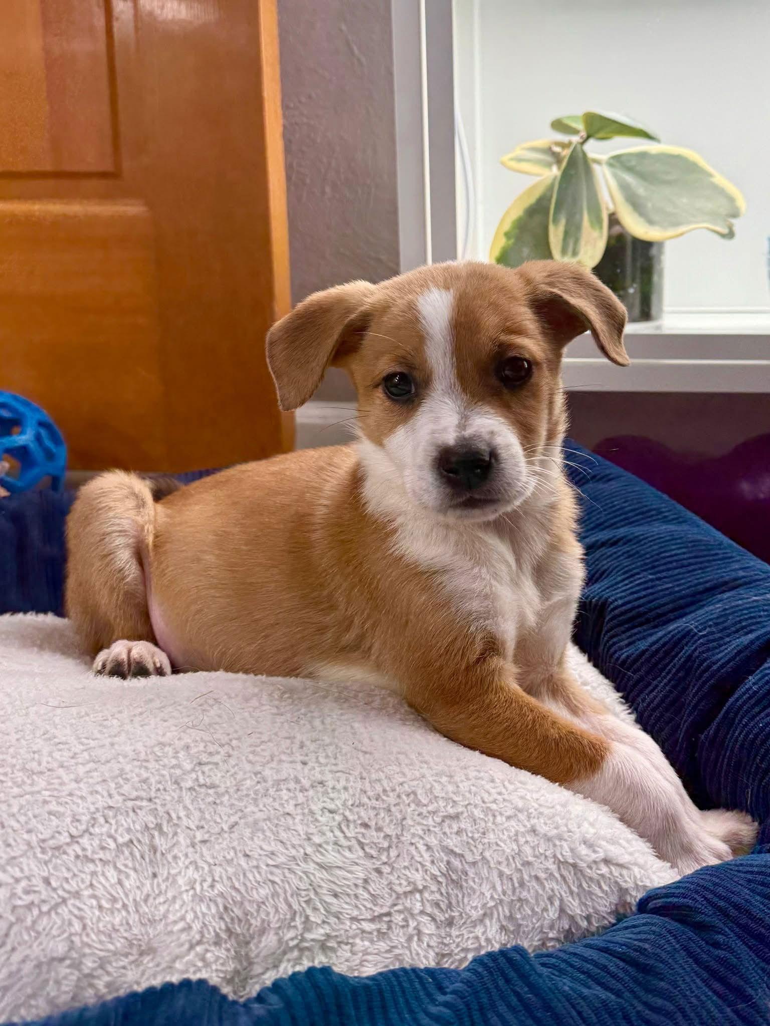 Mistletoe, Adoptable, Young Female Corgi & Terrier.