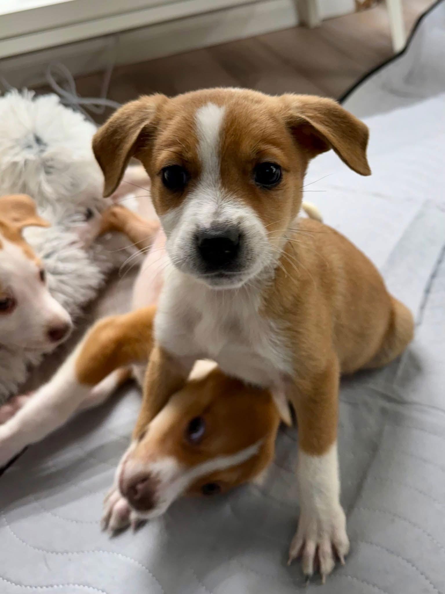 Enlarge Mistletoe, a Adoptable mixed breed in Denver, CO image 2/3