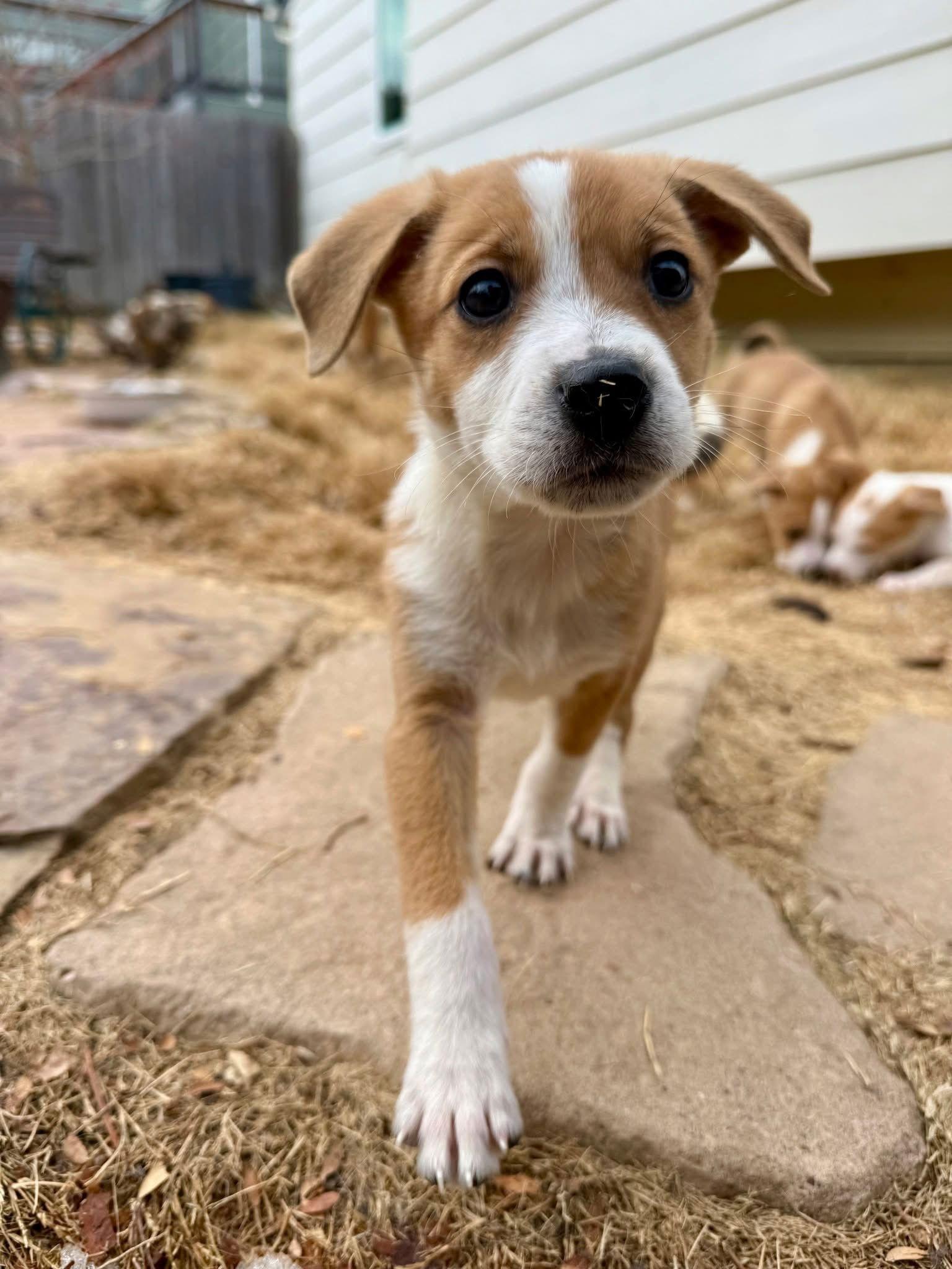 Enlarge Mistletoe, a Adoptable mixed breed in Denver, CO image 3/3