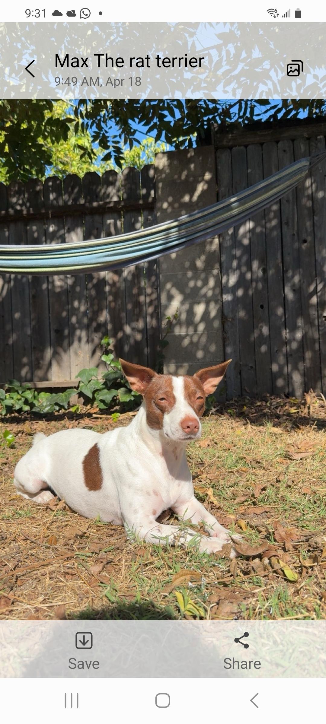 Max, a ADOPTABLE Jack Russell Terrier in Murphys, CA image 4/4