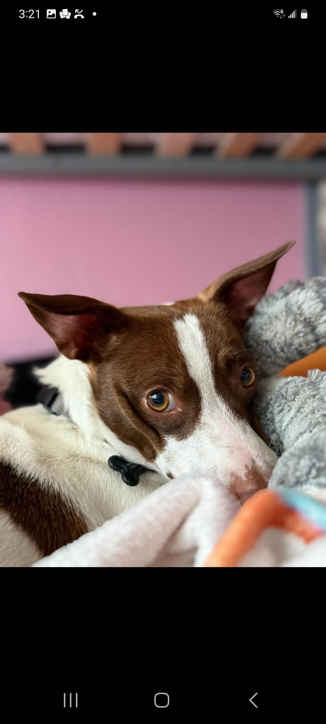 Max, a ADOPTABLE Jack Russell Terrier in Murphys, CA image 3/4