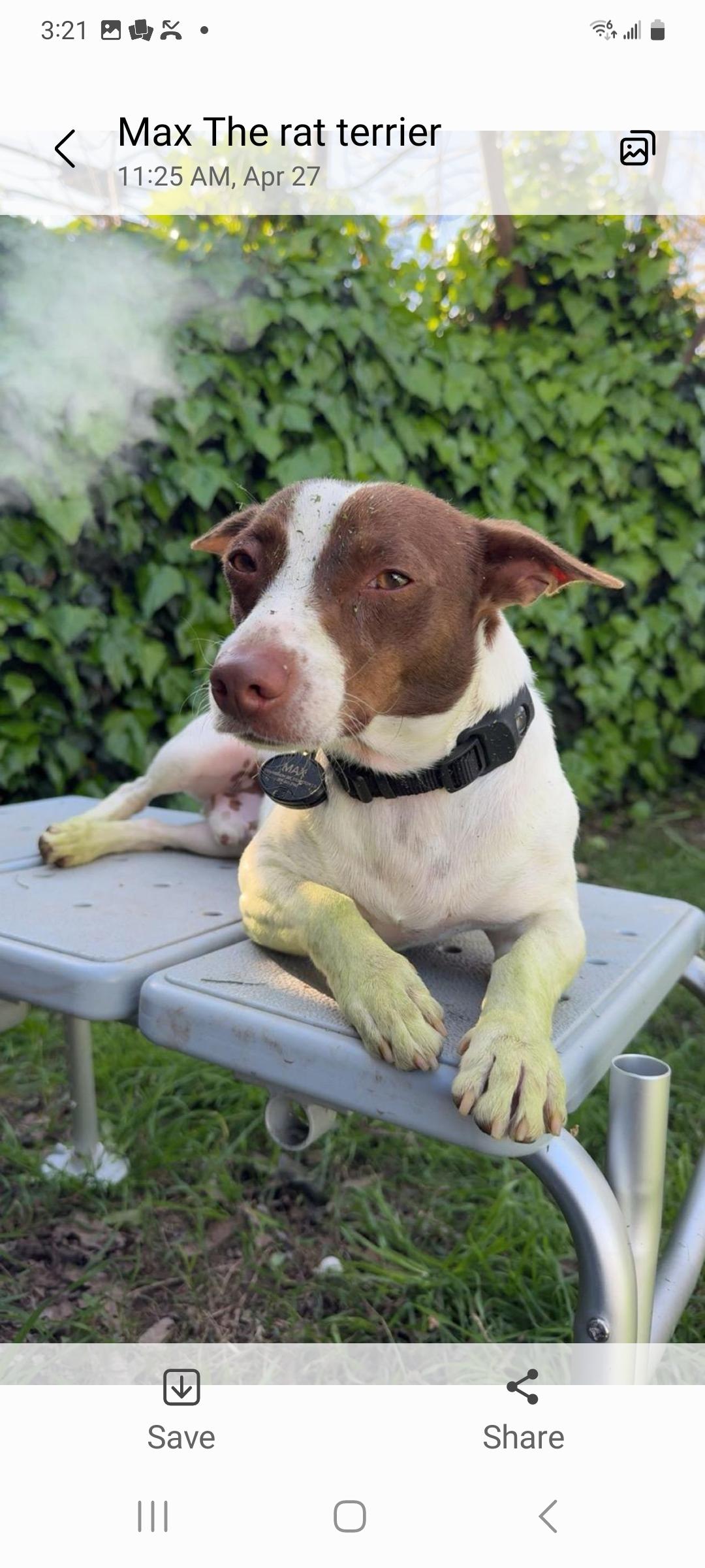 Max, a ADOPTABLE Jack Russell Terrier in Murphys, CA image 2/4