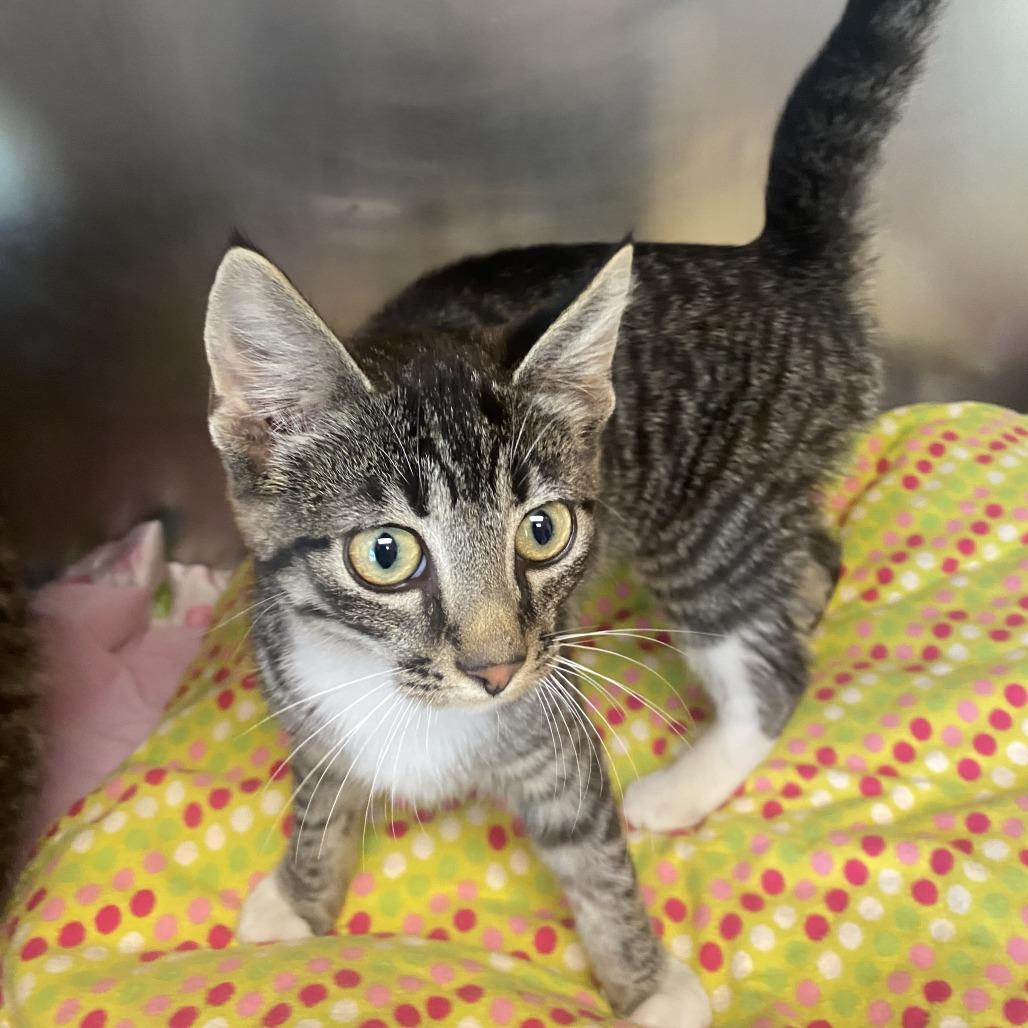 Skip, Adoptable, Young Male Tabby.