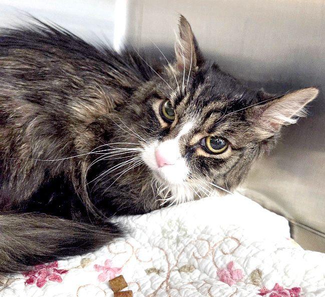 CAT, Adoptable, Senior Male Munchkin.