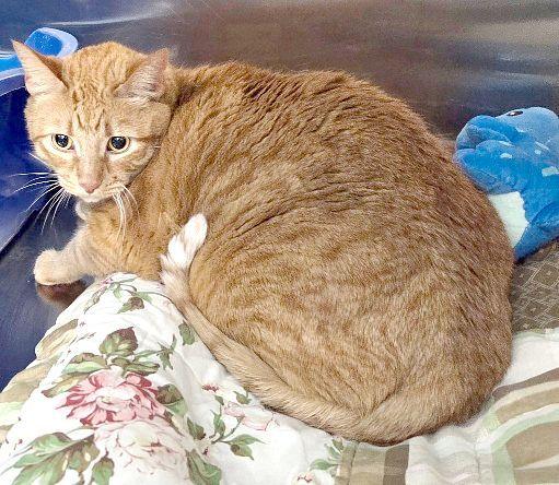 Enlarge CAT, a Adoptable Munchkin in Henderson, NV image 2/2