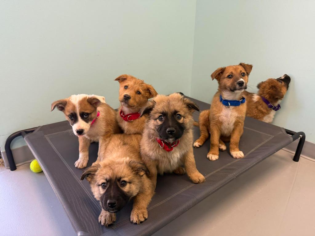 Eclipse, Adopted, Puppy Female Mixed Breed.