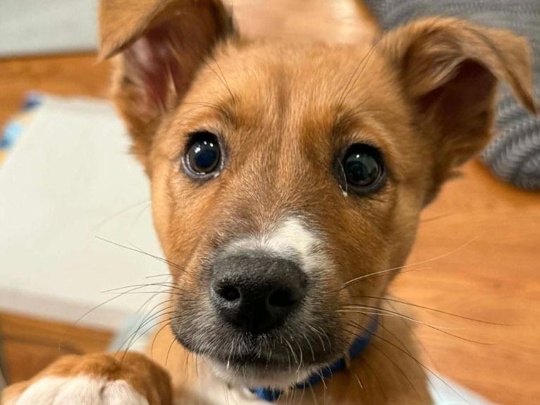 Enlarge Eclipse, a Adopted mixed breed in Raleigh, NC image 2/6