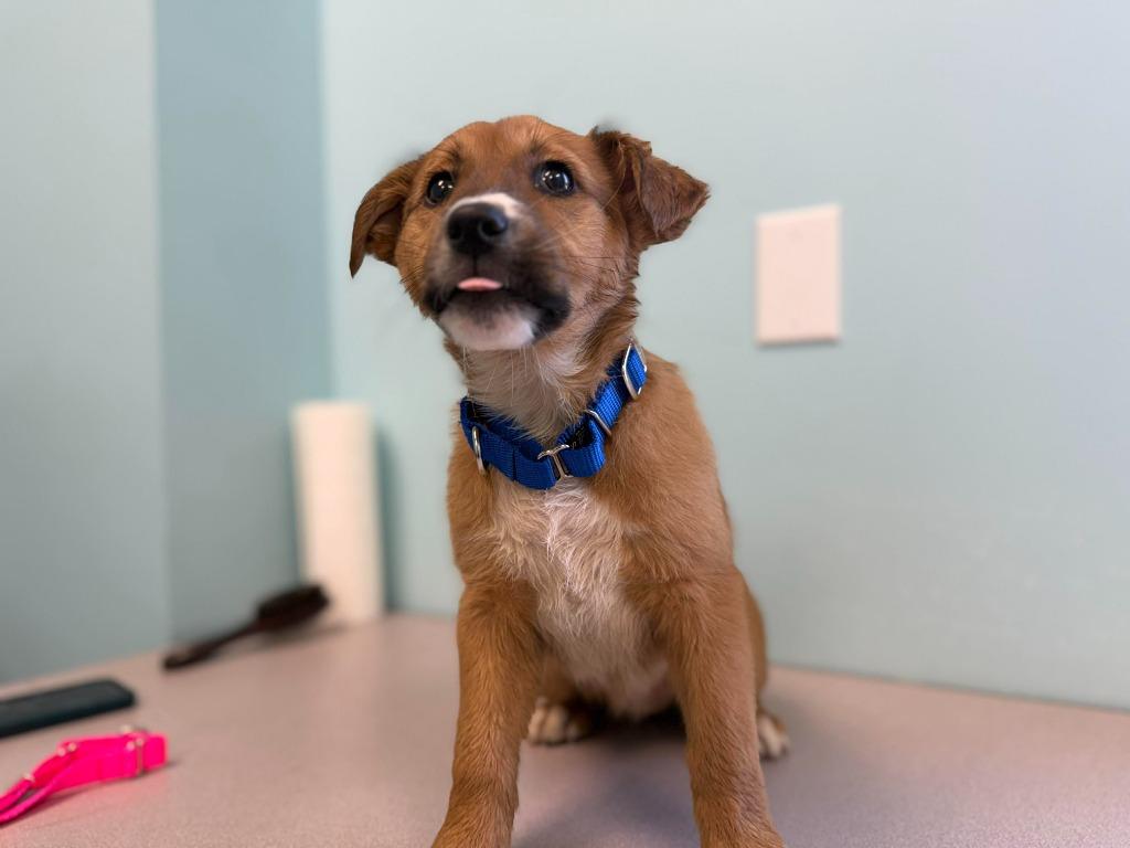 Enlarge Eclipse, a Adopted mixed breed in Raleigh, NC image 3/6