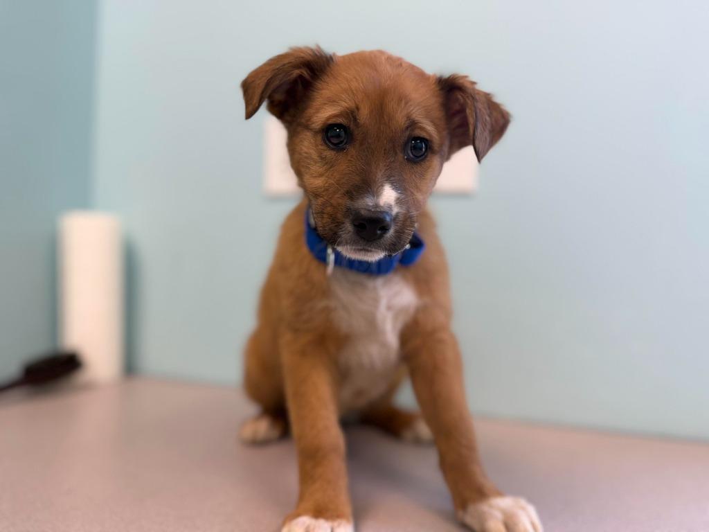 Enlarge Eclipse, a Adopted mixed breed in Raleigh, NC image 4/6