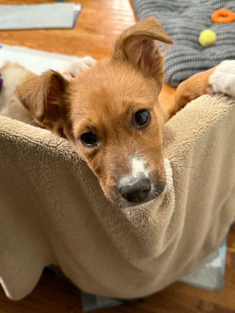 Enlarge Eclipse, a Adopted mixed breed in Raleigh, NC image 6/6