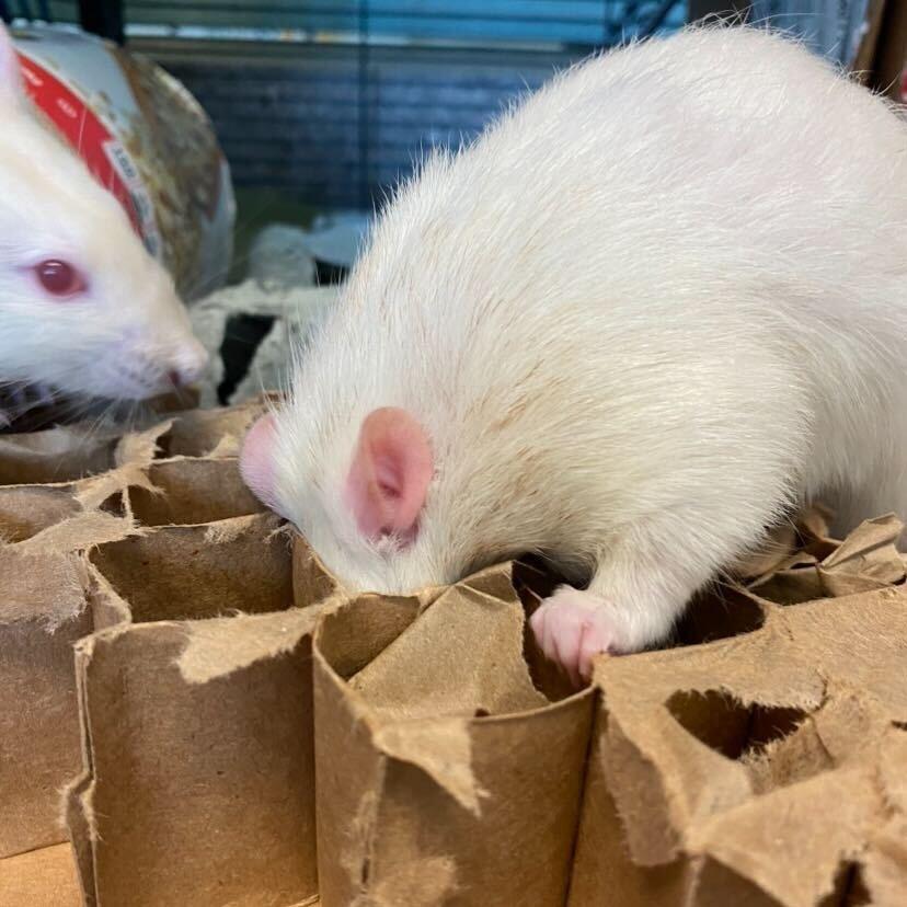 Remy *Bonded with Tiny & Jerry*, Adoptable, Adult Male Rat.