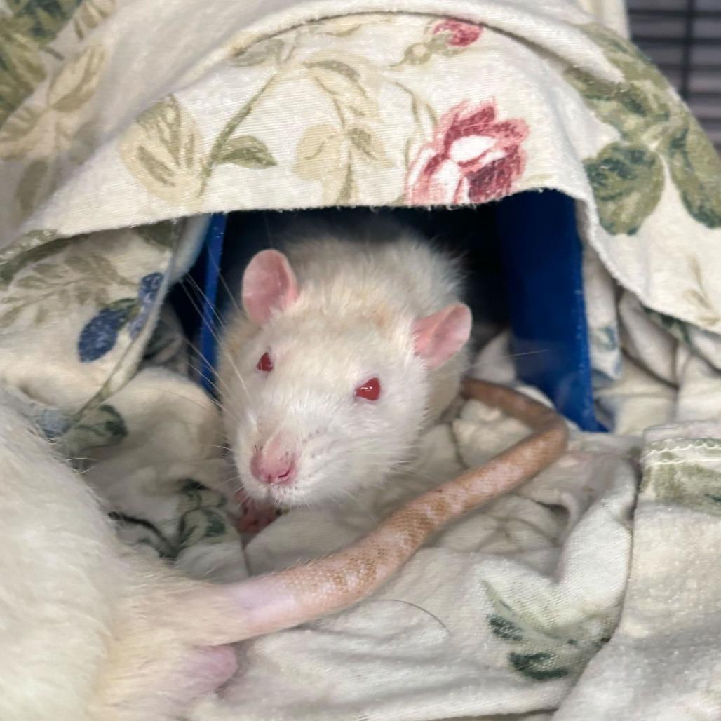 Remy *Bonded with Tiny & Jerry*, a Adoptable Rat in Dover, NH image 2/3