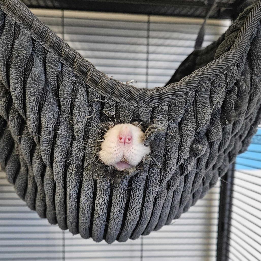 Remy *Bonded with Tiny & Jerry*, a Adoptable Rat in Dover, NH image 3/3
