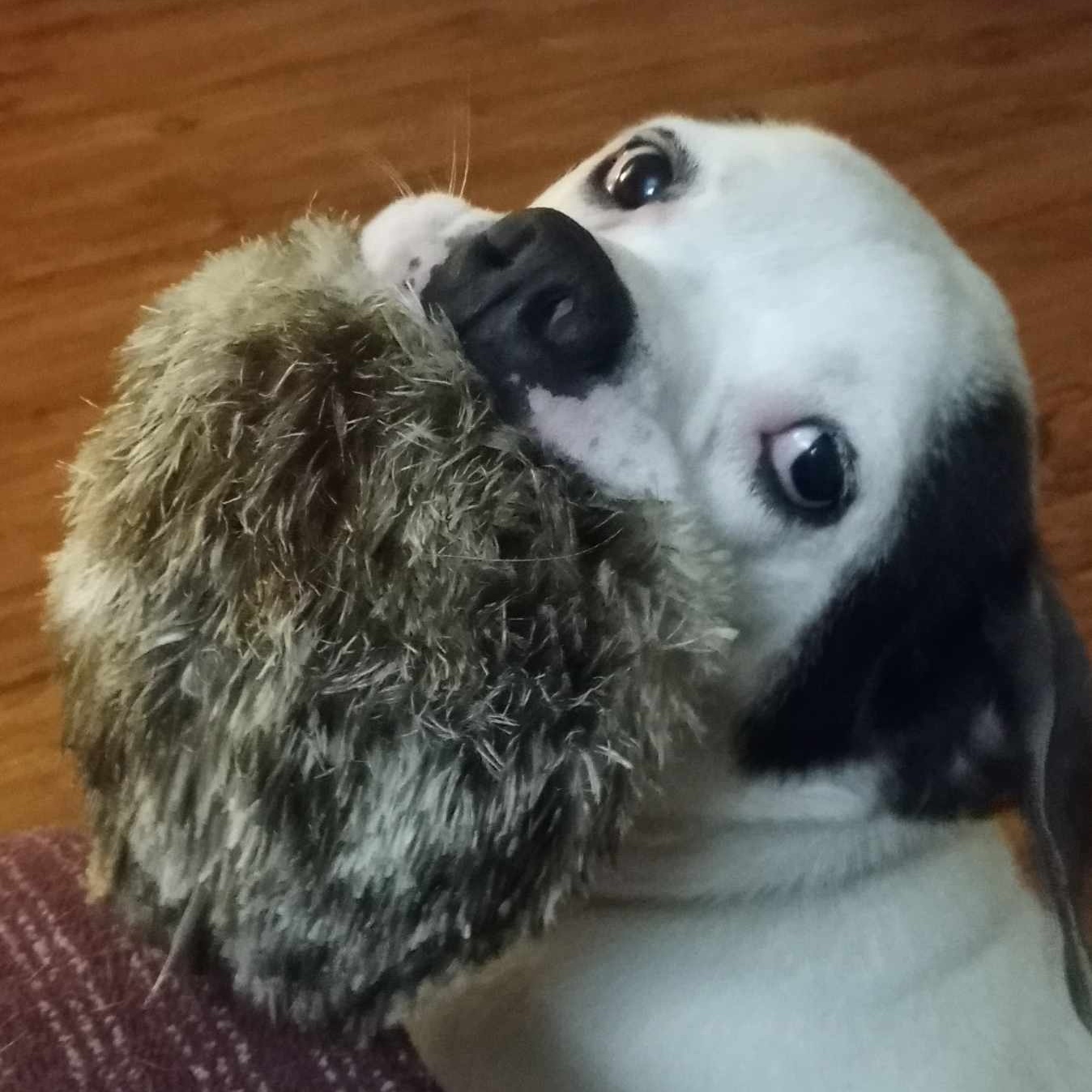 Barrett, Adopted, Adult Male American Bulldog.